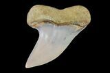 Mako Shark Tooth Fossil - Sharktooth Hill, CA #94721-1